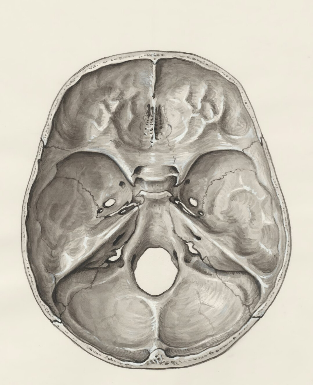 human brain scan