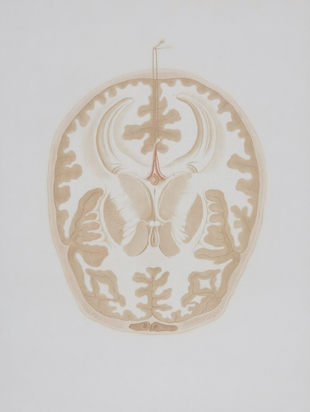 human brain illustration