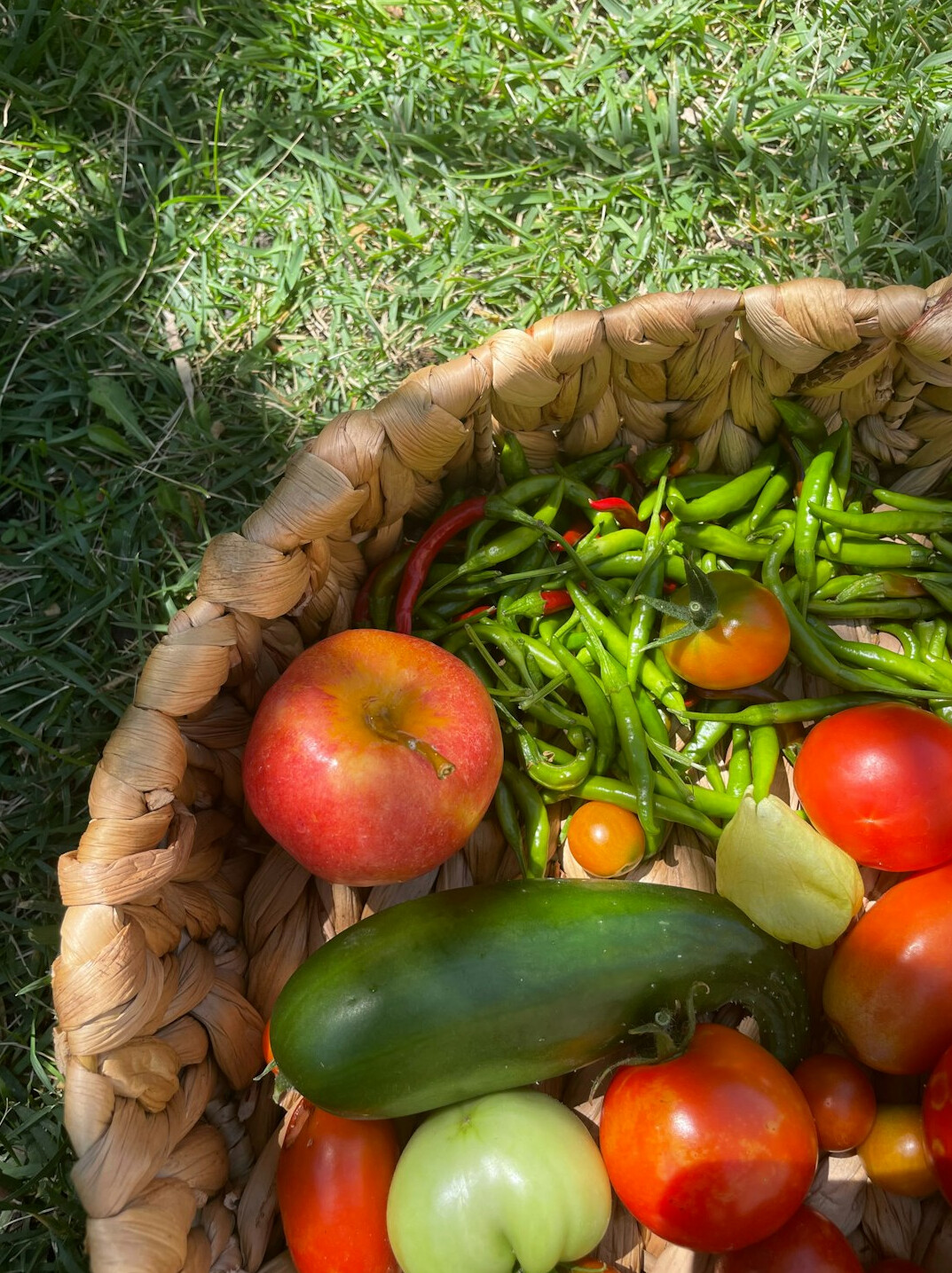 organic vegetables in basket