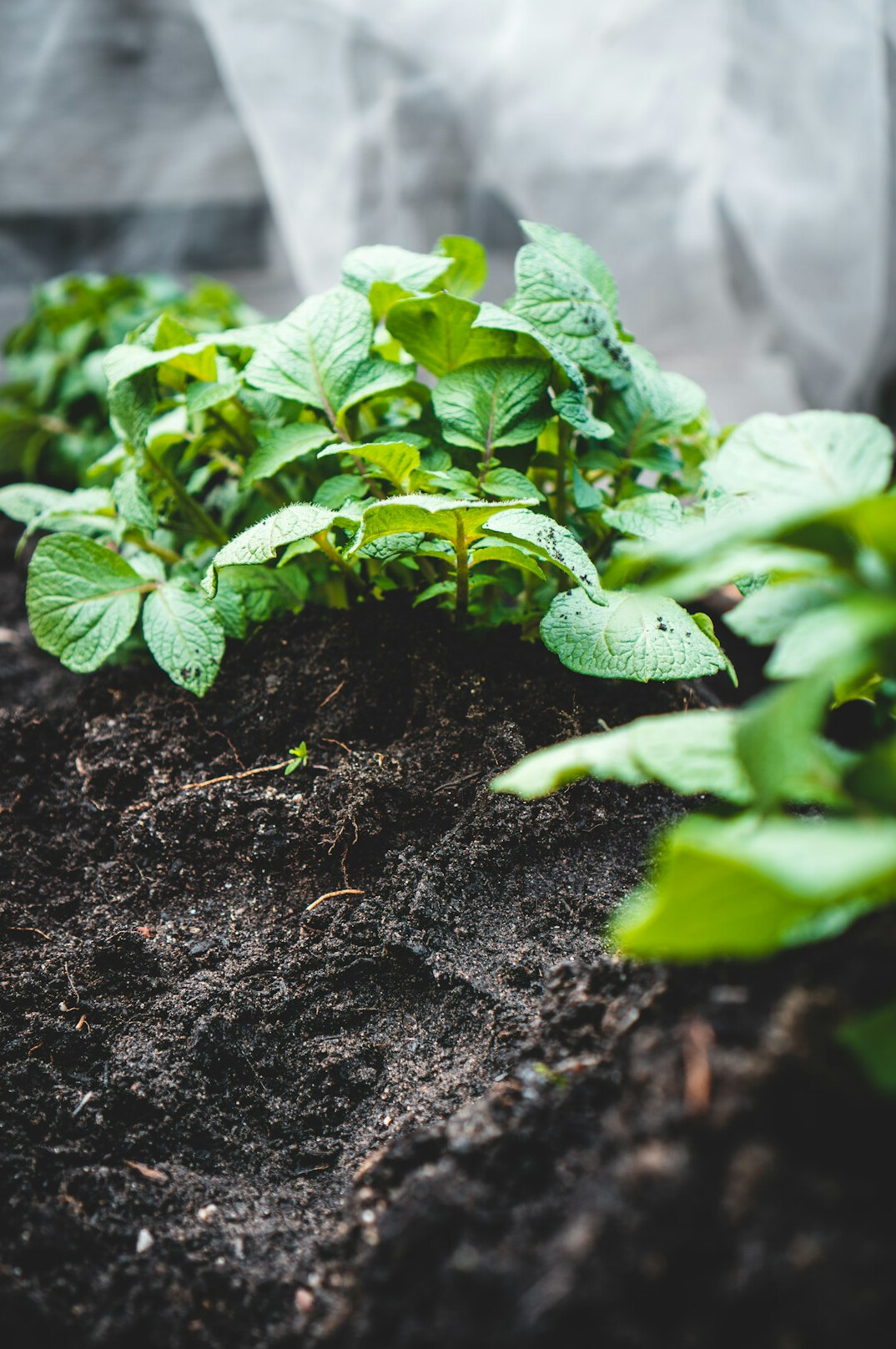 healthy soil in farm
