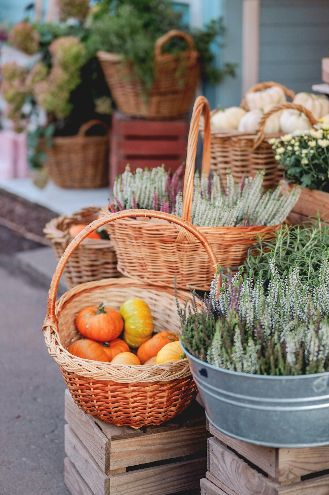 organic vegetables in basket